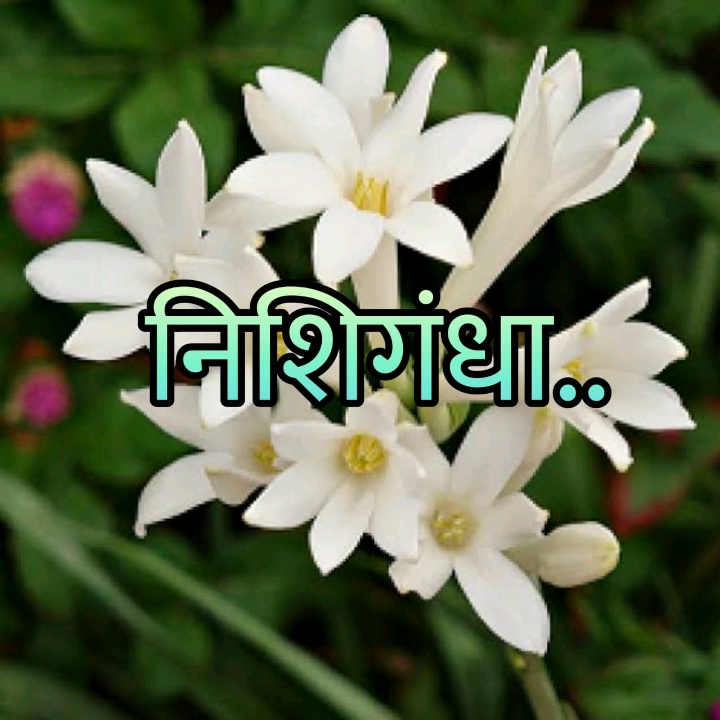 निशिगंधा.. ✒️