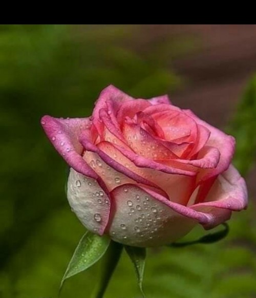 Prajakta Kulthe-Udavant